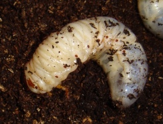 カブトムシ幼虫３.JPG